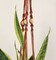 Macrame Plant Hanger With No Tassels, Plant Hanging with Beads, Suitable for Indoor and Outdoor Use, Sustainable Gifts for Plant Moms product 2